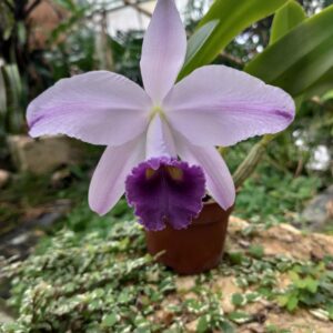 Lc. Gaskell-Pumilia 'Azure Star'