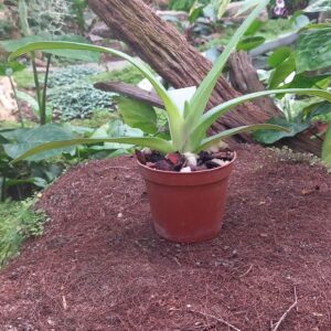 Paphiopedilum René Klinge 'Super' x P. rothschildianum 'Aigle Noir'