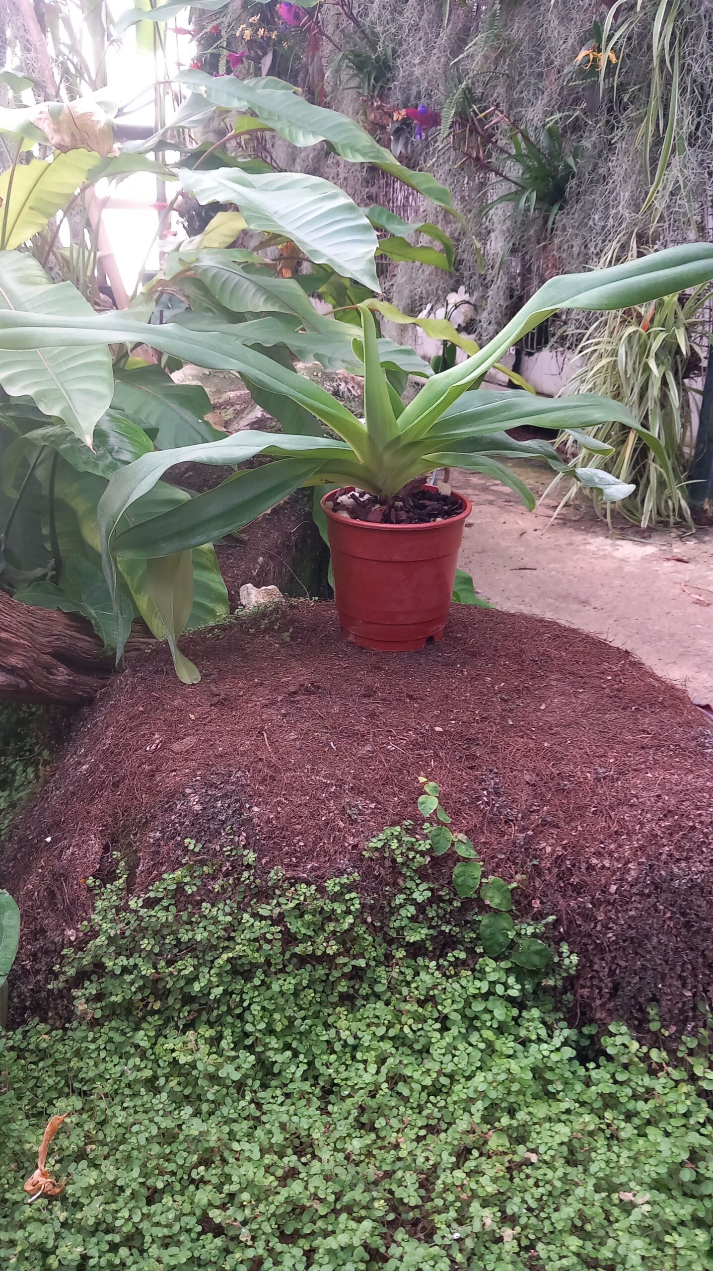 Paphiopedilum Pinocchio x rothschildianum – Image 3