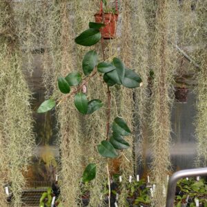 Anthurium obtusum