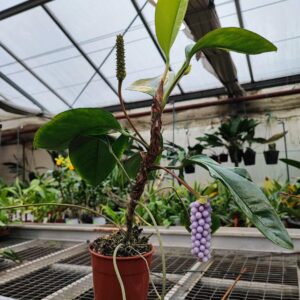 Anthurium trinerve