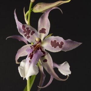 Beallara Peggy Ruth 'Carpenter'