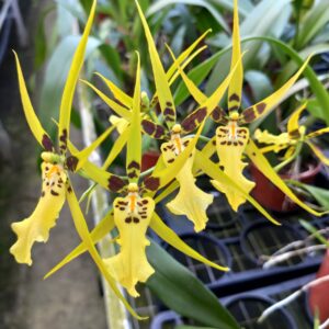 Brassia Shooting Star Black Gold