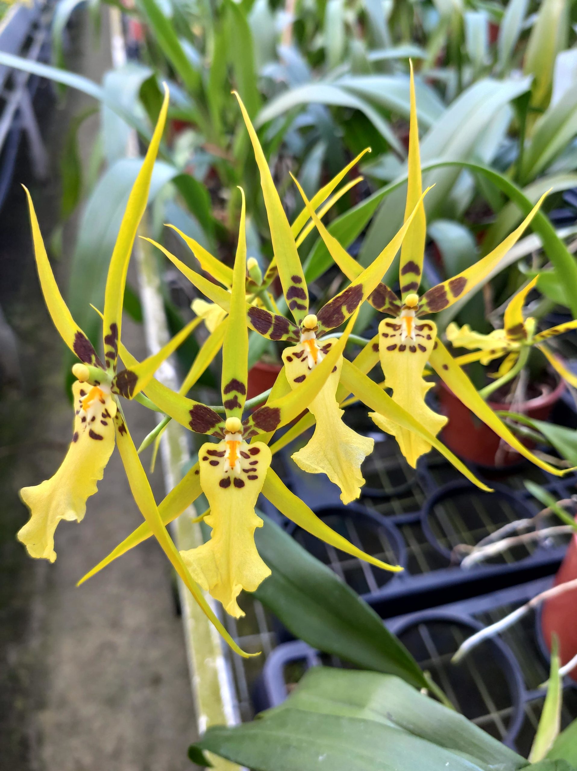 Brassia Shooting Star Black Gold