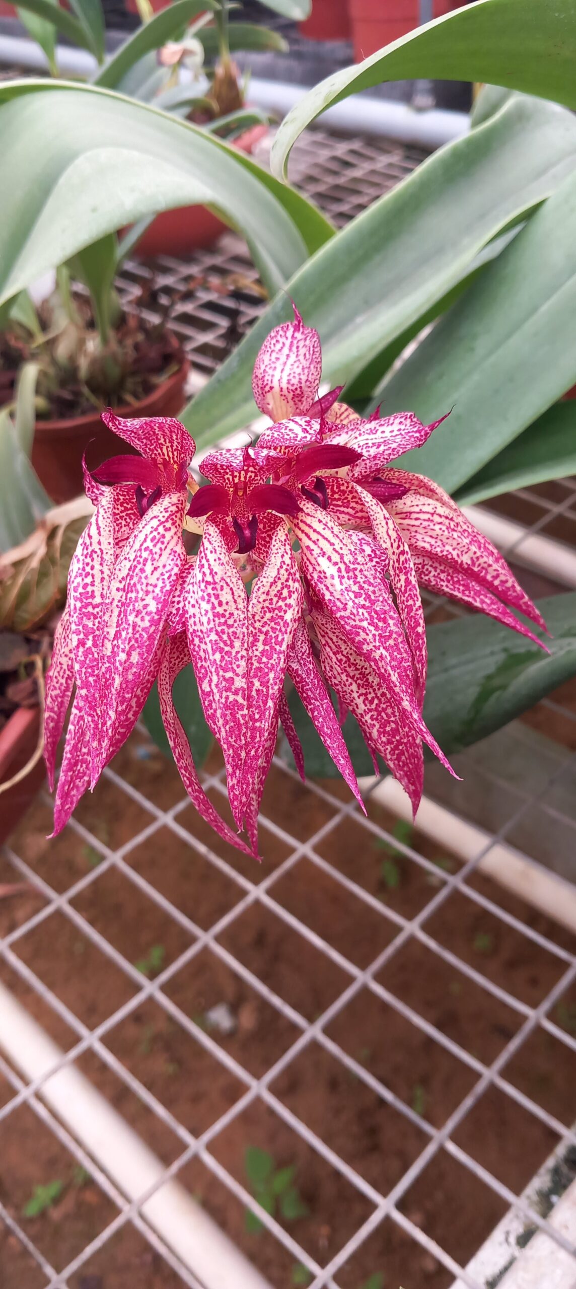 Bulbophyllum annamense x (B. macrobulbum x B. phalaenopsis)