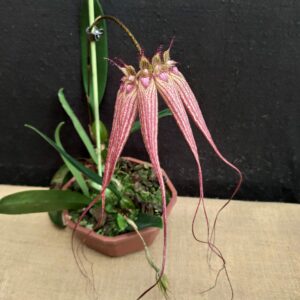 Bulbophyllum Elizabeth Ann Buckleberry