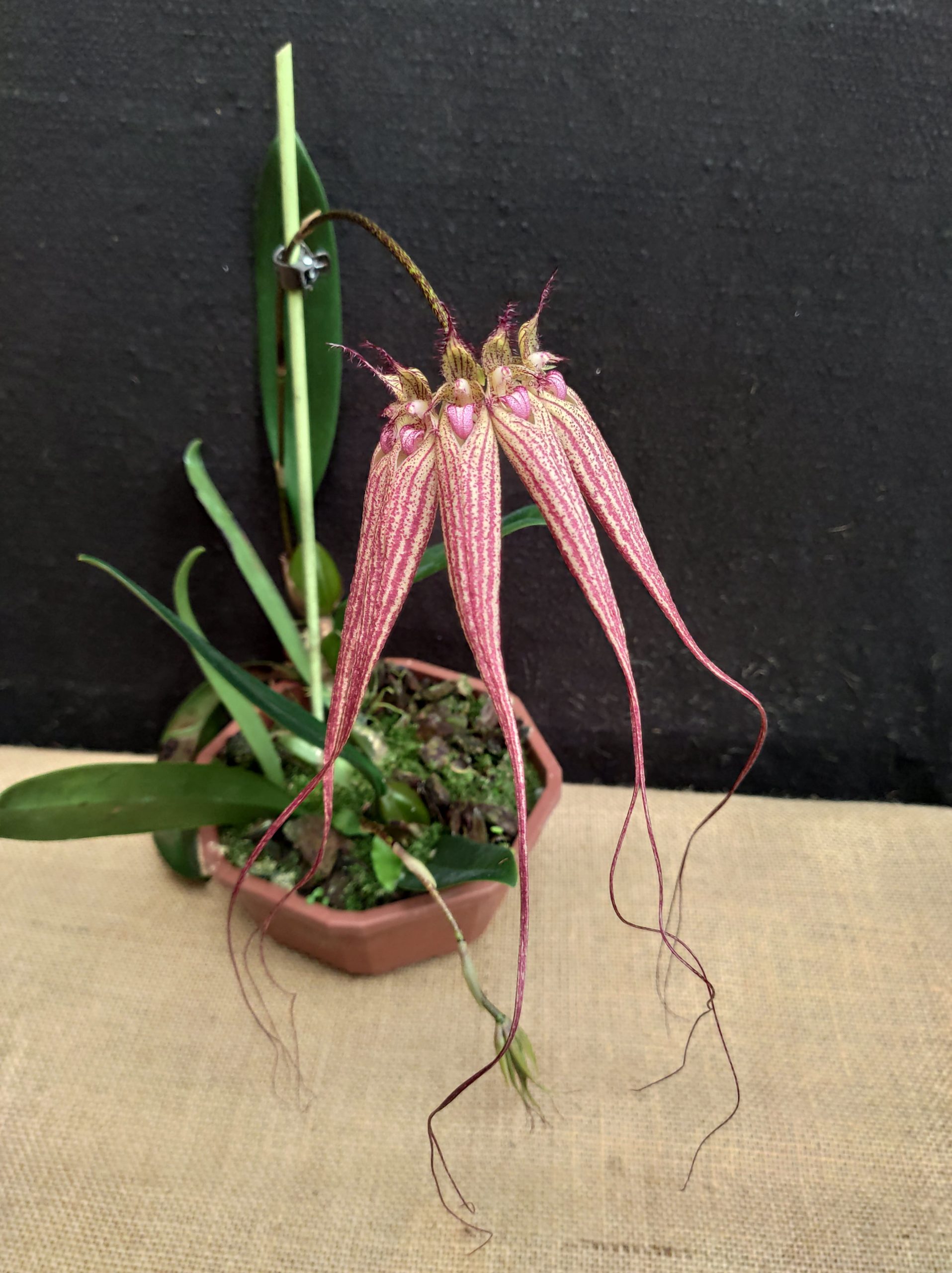 Bulbophyllum Elizabeth Ann Buckleberry