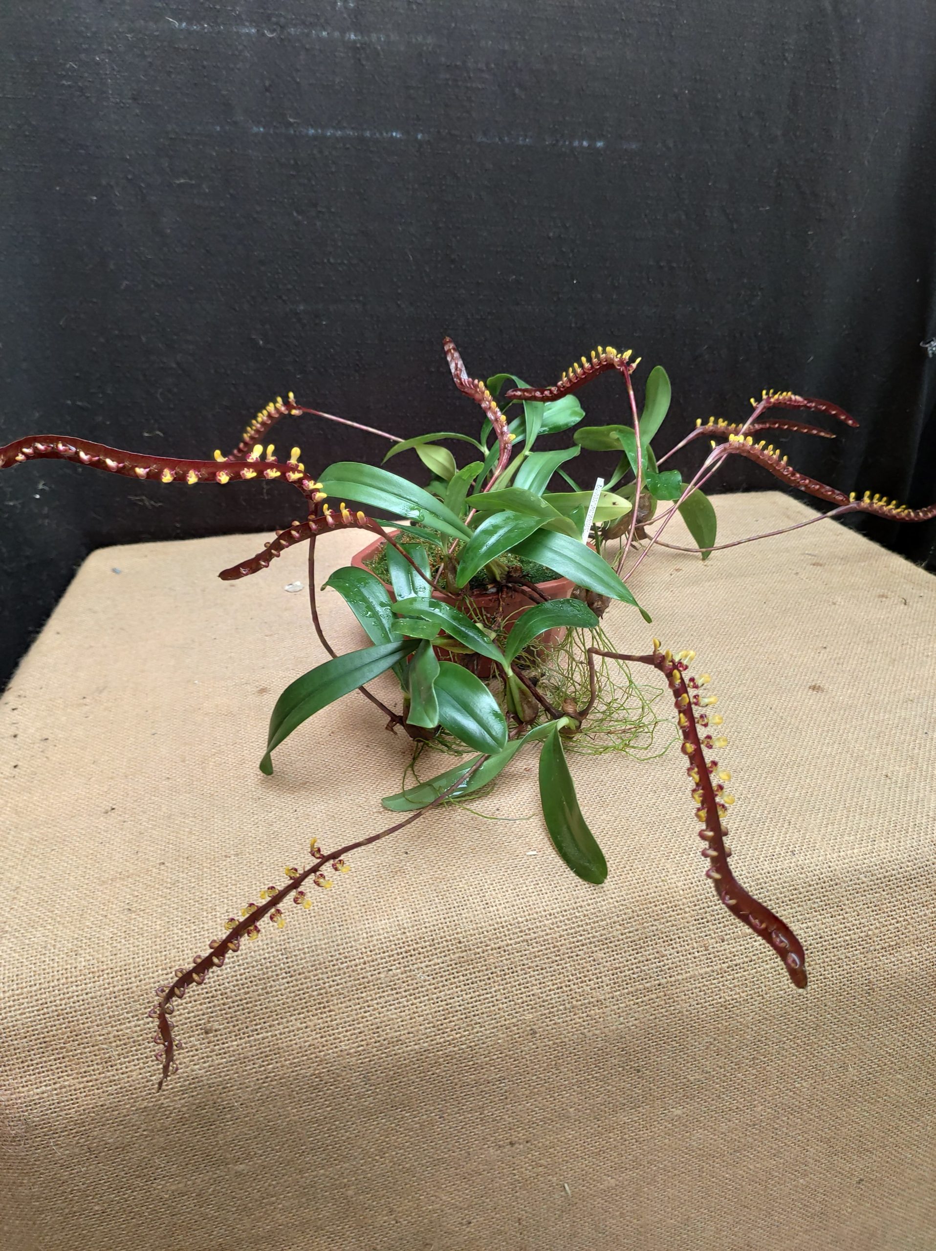 Bulbophyllum falcatum