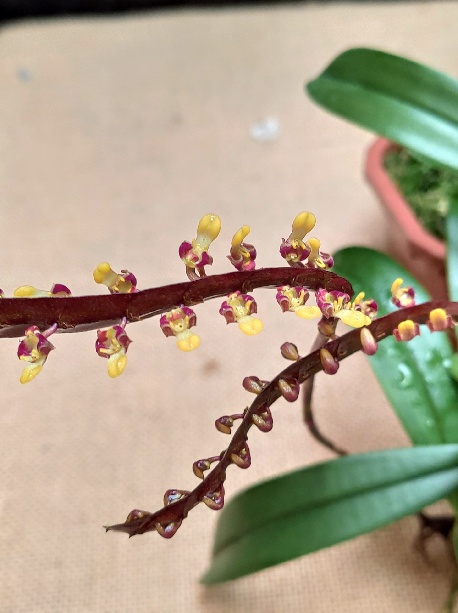 Bulbophyllum falcatum – Image 3