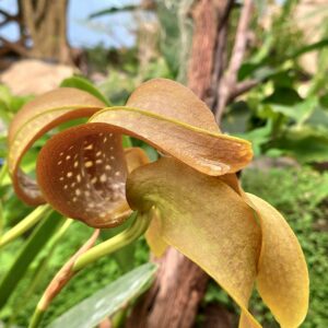 Bulbophyllum grandiflorum