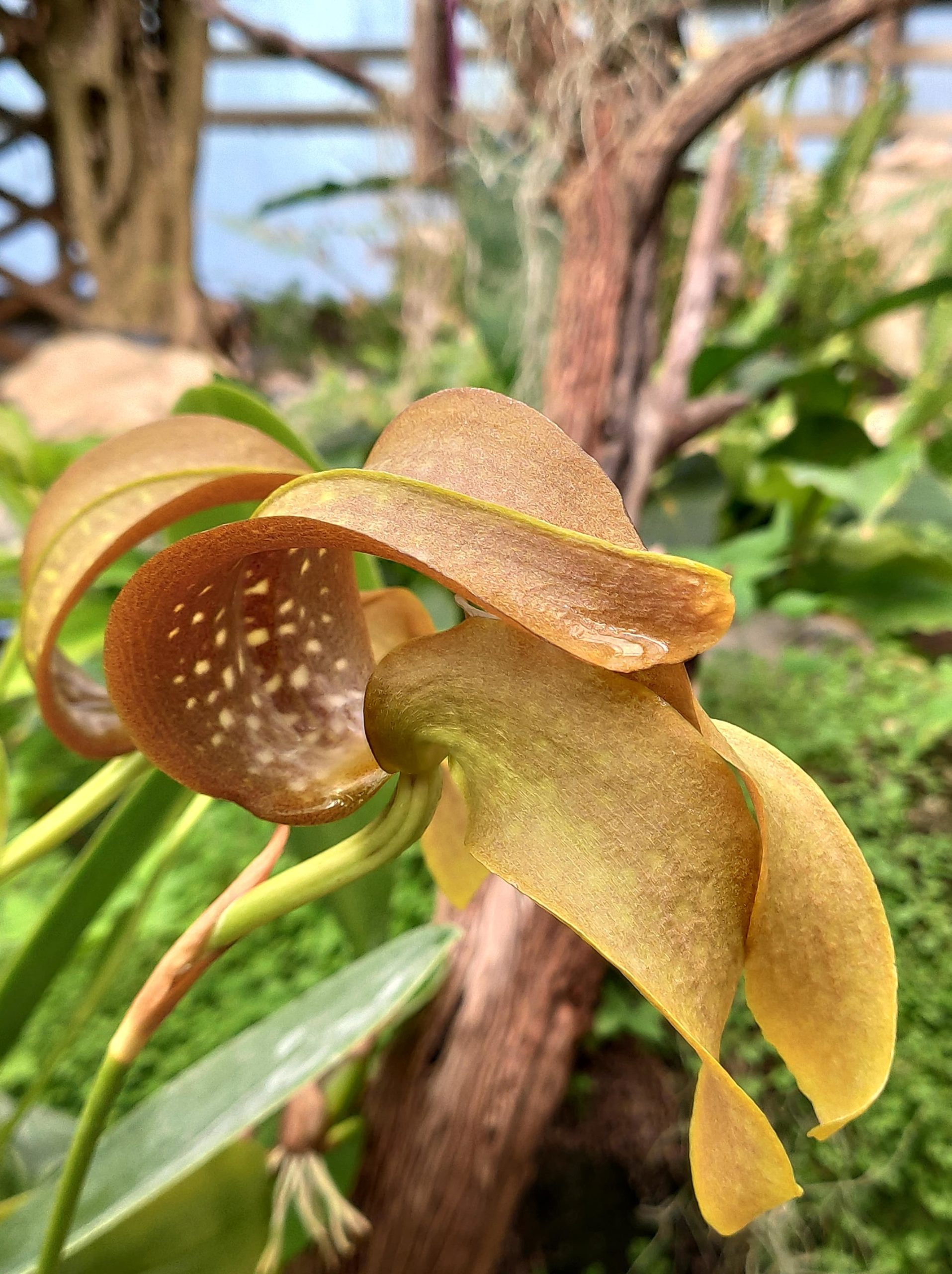 Bulbophyllum grandiflorum