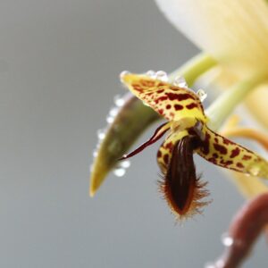 Bulbophyllum schinzianum