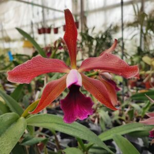 Laelia tenebrosa Midnight x Cattleya tigrina Escura