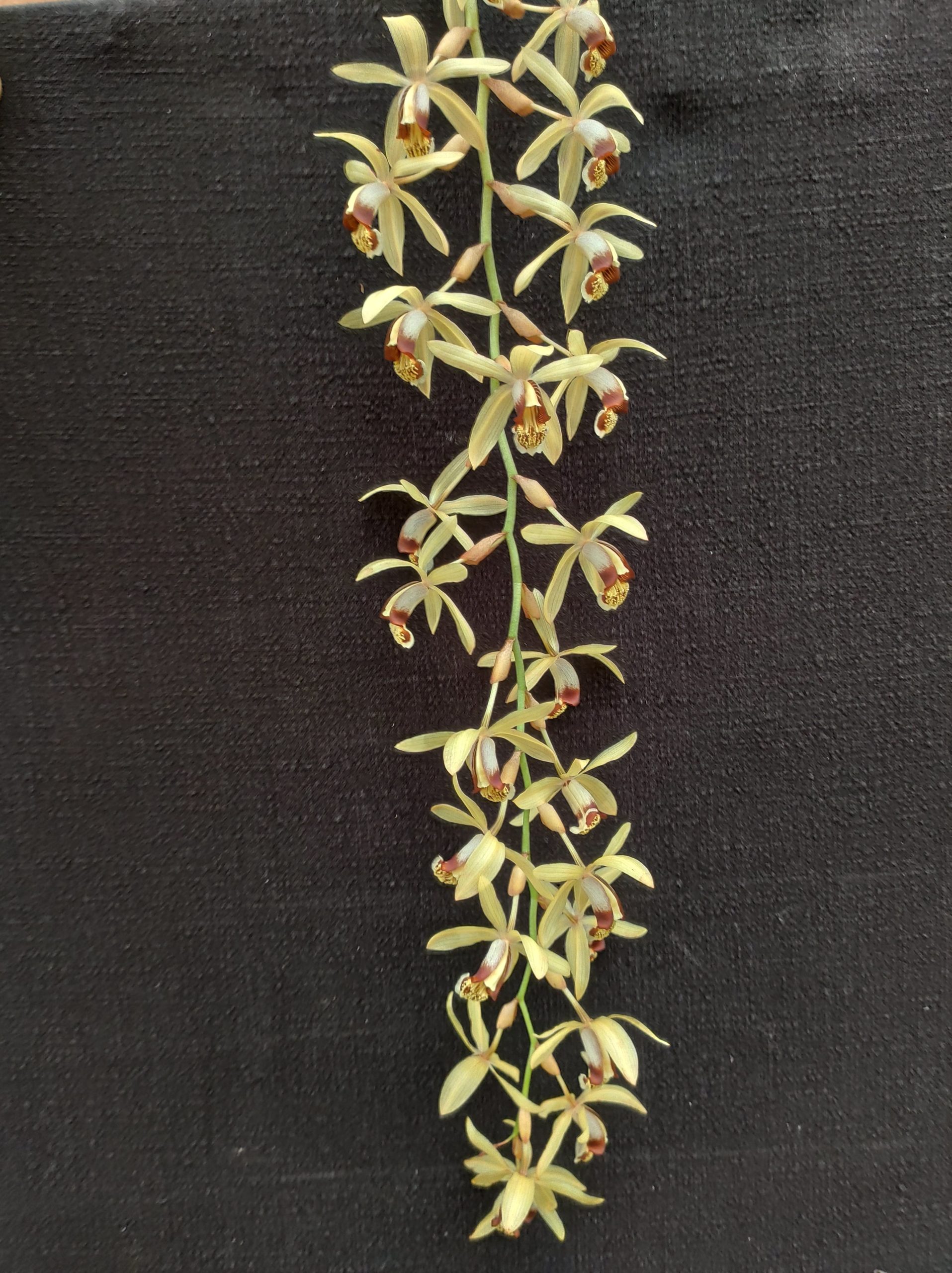 Coelogyne tomentosa