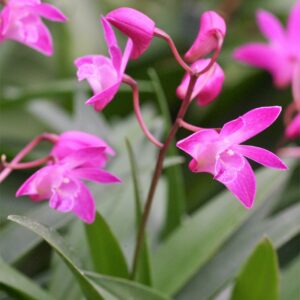 Dendrobium kingianum orchidée parfumée