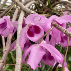 Dendrobium Nestor