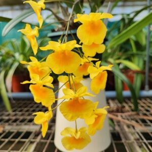 Dendrobium lindleyi