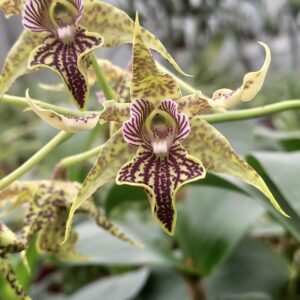 Dendrobium Neifert's Alexpoly