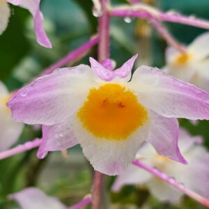 Dendrobium amabile