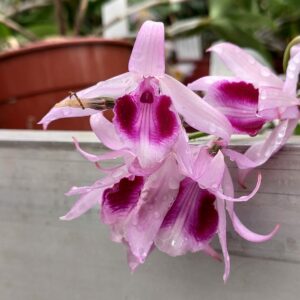 Dendrobium anosmum - Plante adulte