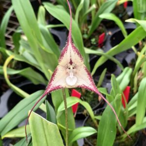 orchidée à tête de singe