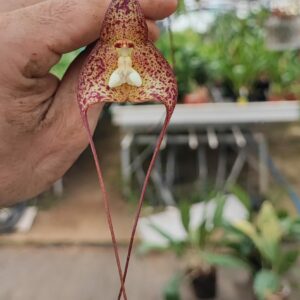 Dracula nycterina - Plante de taille à fleurir