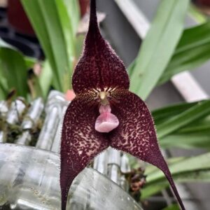 Dracula roezlii