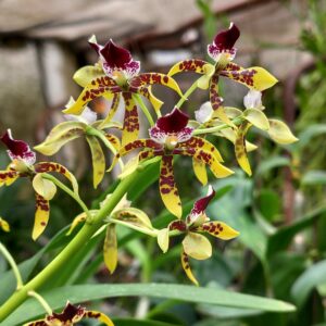 Prosthechea sceptra