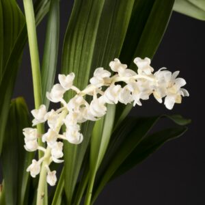 Bryobium hyacinthoides
