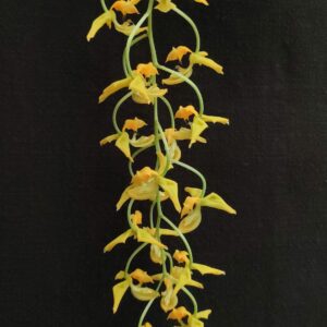 Gongora galeata var flava x rufescens - Plante adulte