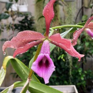 Cattleya tenebrosa