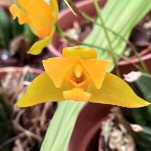 Lycaste consobrina - Plante adulte