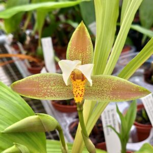 Lycaste deppei - Plante de taille à fleurir