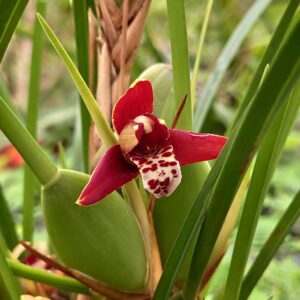Maxillaria houtteana