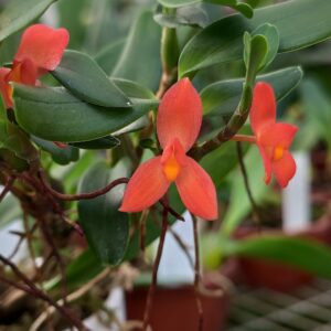 Maxillaria sophronitis