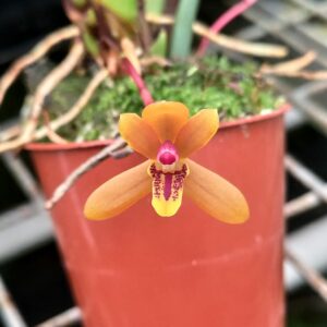 Maxillaria tenuibulba