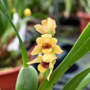Maxillaria variabilis