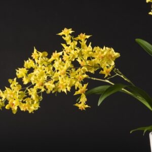 Oncidium Twinkle Yellow - Plante adulte avec tiges florales