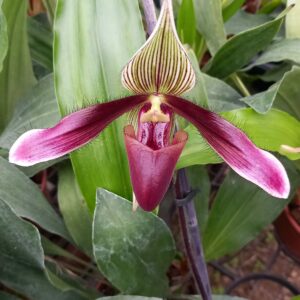 Paphiopedilum Darkday