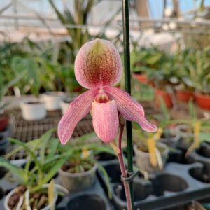 Paphiopedilum Geppetto x Doctor Jack