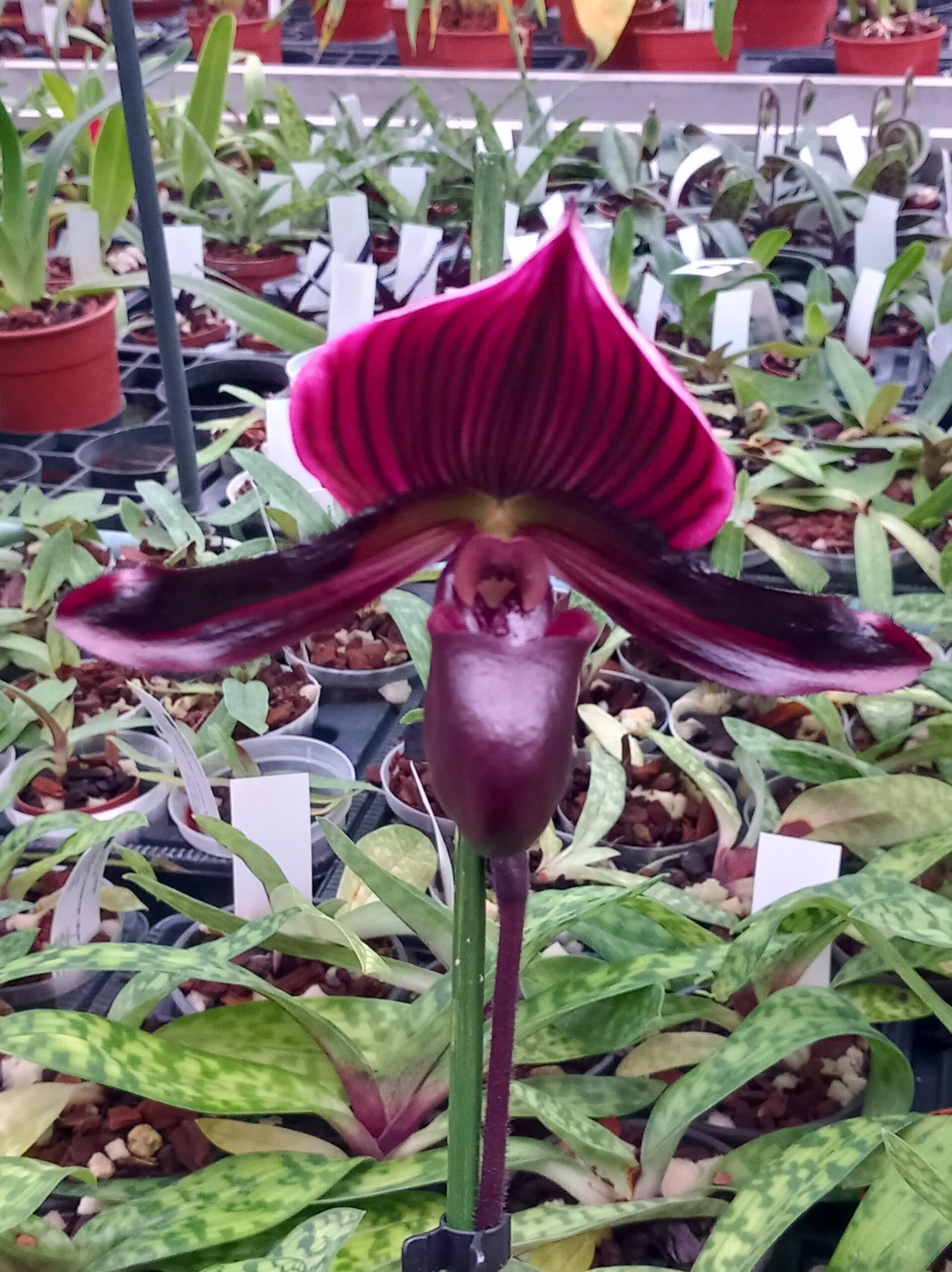 Paphiopedilum Maudiae 'Coloratum Super' x (Maudiae vinicolor x viniferum)