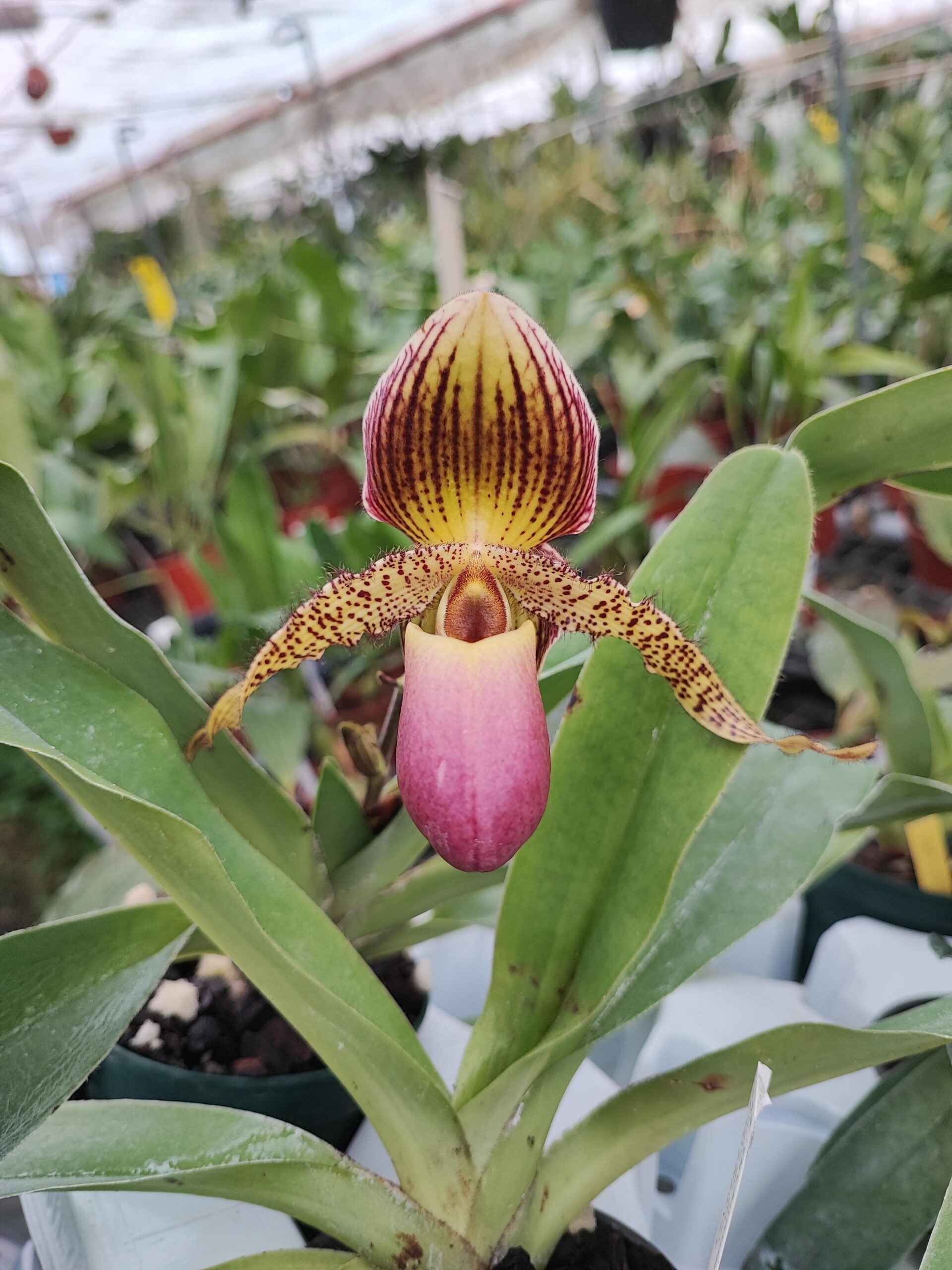 Paphiopedilum Pinocchio x rothschildianum – Image 2