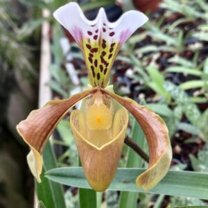 Paphiopedilum gratrixianum fleur