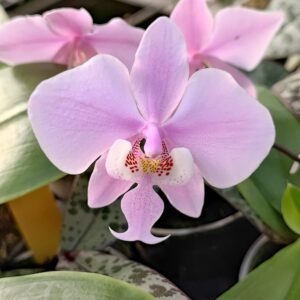 Fleur Phalaenopsis schilleriana