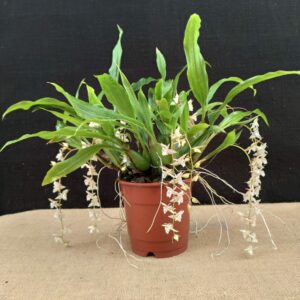 Coelogyne chinensis