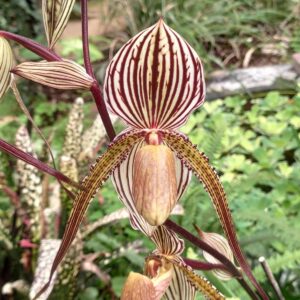 Ppahiopedilum St Swithin