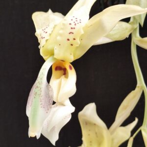 Stanhopea inodora