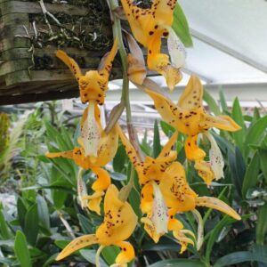 Stanhopea jenischiana fleurs