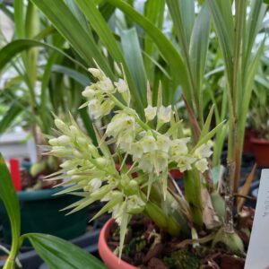 Coelia triptera