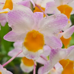 Dendrobium farmeri pink